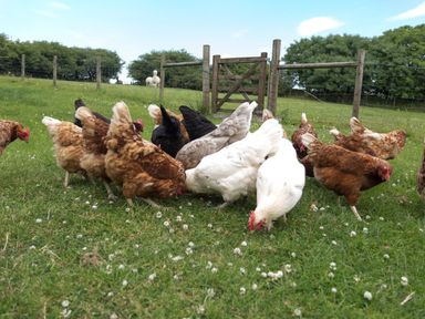 Chickens pecking grass in a fenced field with trees and a gate at Wagtail in Bradworthy near Bude