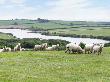 A group of sheep grazing on a grassy hill near a river with fields and trees in the background at Jenny Wren in Bradworthy