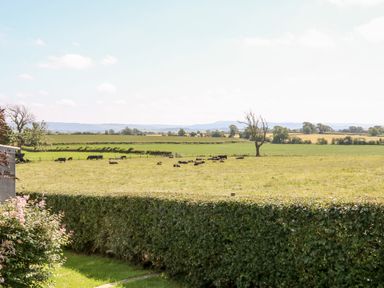 A field with cows grazing and resting behind a hedge with distant hills at Lovesome Pod in Lovesome Hill near Northallerton
