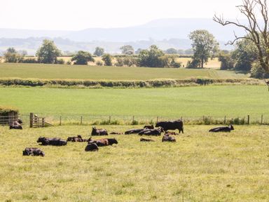 A field with cows resting and standing with trees and hills in the background at Lovesome Pod in Lovesome Hill near Northallerton