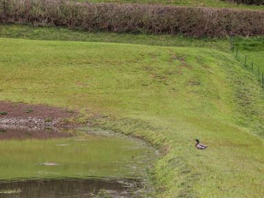 A grassy field with a small pond and a duck near the water at Pool View in Meifod Powys