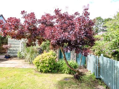 A garden with a red-leafed tree a small bush grass a stone path a blue wooden fence and blue doors at Silva in Penmon