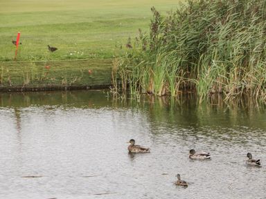 A pond with four ducks swimming and two ducks on a grassy bank at 14 Fairways in Burnham-On-Sea
