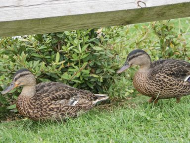 Two ducks standing on grass near a wooden fence and green bushes at 14 Fairways in Burnham-On-Sea