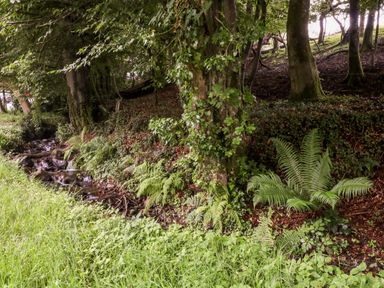 A small stream running through a wooded area with trees ferns and grass at Lavender Lodge in St Ann's Chapel Cornwall