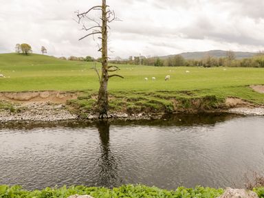 A river with a bare tree on the bank grazing sheep on green fields and hills in the background at Rose Cottage in Burneside