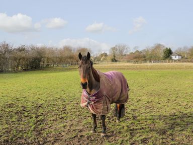 A horse wearing a blanket in a grassy fenced field with trees and houses in the background at Filbert Pod in Arundel West Sussex