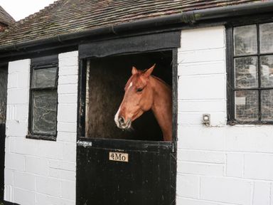 A horse looking out from a black stable door in a white brick building at Filbert Pod in Arundel West Sussex
