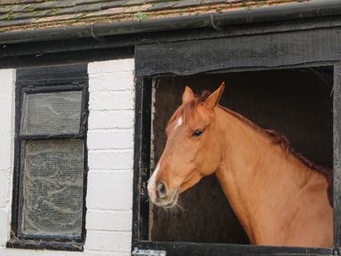 A horse looking out from a stable window at Filbert Pod in Arundel West Sussex