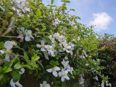 Green leafy plant with white flowers under blue sky at Hazelhurst in Rock