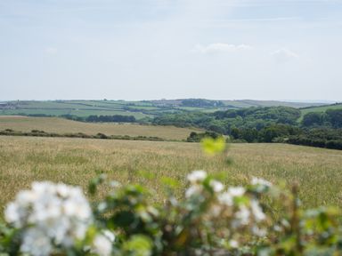 A grassy field with bushes and trees in the distance at The Point in Polzeath