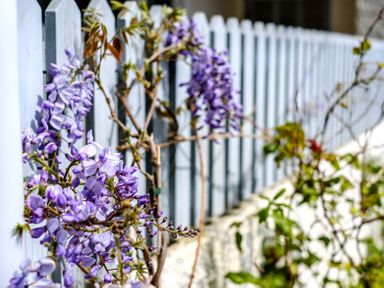 Purple flowers growing along a white wooden fence in a garden at Sandy Lodge Rock
