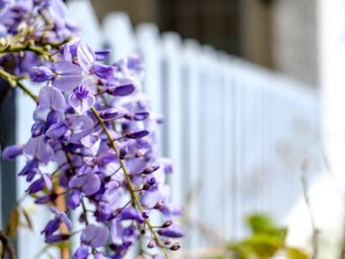 Purple flowers close to a white picket fence outdoors