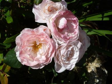 Close up of light pink roses with green leaves and grass in the background