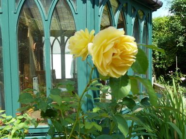 Yellow roses in front of a green framed glass structure in a garden at Fairholme in Port Isaac