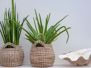 Two potted green plants in woven baskets and a large white shell on a surface against a white wall at Seastar in Rock
