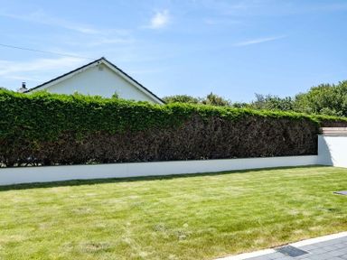 A backyard with green grass a trimmed hedge a white wall and part of a house roof visible at Artemis in Rock