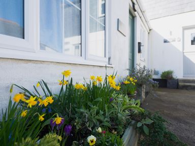 A flower bed with yellow daffodils and purple flowers by a window on a white building exterior at Sea Glimpses in Port Isaac