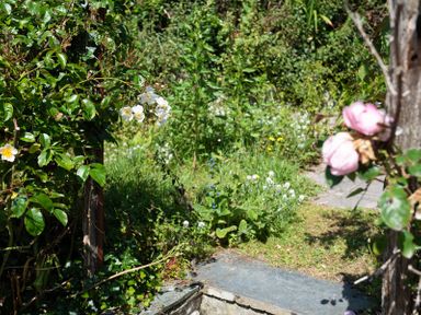 A garden path surrounded by green plants and flowers including white and pink roses at Brookside in Polzeath