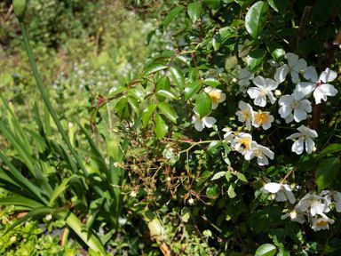 A garden area with green leaves and white flowers with yellow centers at Brookside in Polzeath