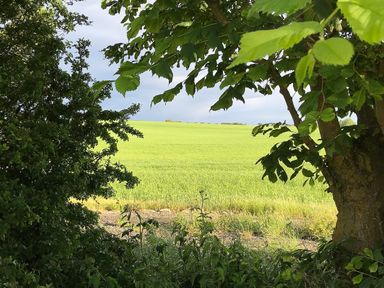 A field of green crops seen through branches of trees and bushes at Meadow Lodge in Cayton