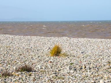 A pebble beach with sparse vegetation beside a body of water at Cove House in Kinmel Bay