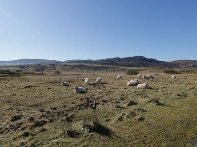 A field with sheep grazing and hills in the background at Minffordd in Trawsfynydd
