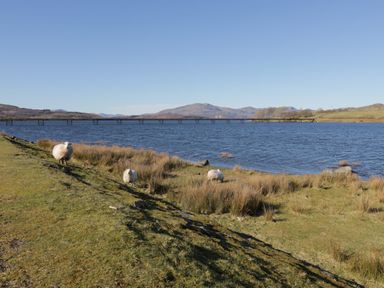 A lakeside landscape with grass, three sheep, a wooden bridge over the water, and mountains in the background at Minffordd in Trawsfynydd