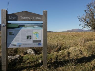 An information sign about Llyn Traws Lake in a grassy field with mountains and sheep in the background at Minffordd in Trawsfynydd