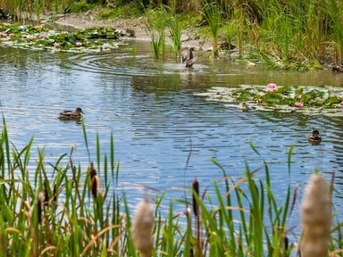 A pond with three ducks swimming and water lilies surrounded by reeds at Number 8 Lakes View in Brean
