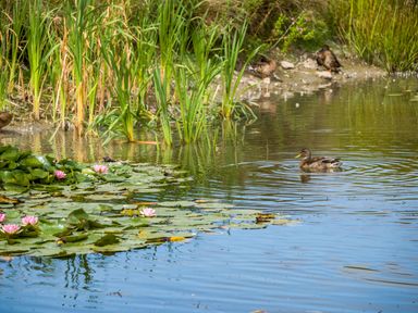 A pond with lily pads and pink flowers with ducks swimming and resting at Number 8 Lakes View in Brean