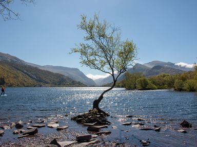 A small tree growing on rocks in a lake with mountains and a paddleboarder in the background at Yr Hen Oriel in Llanrug