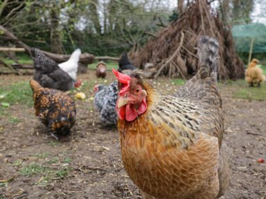 Chickens pecking ground in an outdoor farm area with trees and wooden structures at Orchard House Cottage in Malmesbury