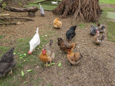 A group of chickens and a goose feeding on the ground near a tree at Orchard House Cottage in Malmesbury