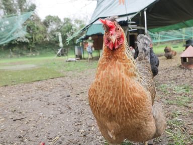 A close up of a chicken in a fenced outdoor area with other chickens and a tent in the background at Orchard House Cottage in Malmesbury