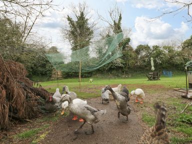 A garden area with ducks and chickens on a dirt path at Orchard House Cottage in Malmesbury
