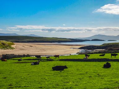 A green field with cows near a sandy beach and hills at 7 Bro Branwen in Aberffraw near Rhosneigr