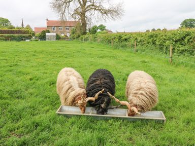Three sheep with curled horns eating from a feeding trough in a grassy field with a house and tree in the background at Foxes Den in Winston near Staindrop