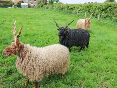 Three sheep with twisted horns standing in a fenced grassy field near stone buildings at Foxes Den in Winston near Staindrop