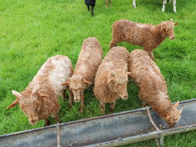 Five brown curly-haired sheep standing near a metal feeding trough on green grass at Foxes Den in Winston near Staindrop