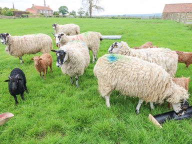 A group of sheep and lambs grazing on grass in a fenced field near farm buildings at Foxes Den in Winston near Staindrop