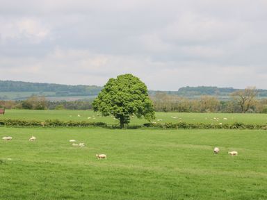 A grassy field with sheep and a large tree at Foxes Den in Winston near Staindrop