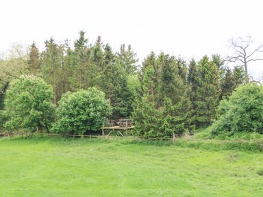 A green grassy field with trees and a wooden deck with chairs and a table surrounded by trees at Foxes Den in Winston near Staindrop
