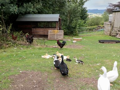 A farmyard with ducks and chickens near a wooden coop and gate at The Granary in Rothbury