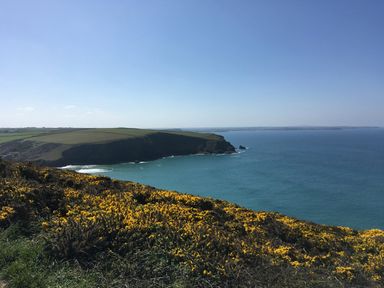 A coastal landscape with yellow flowers on cliffs overlooking the ocean at Porth Farm Annexe in Mawgan Porth