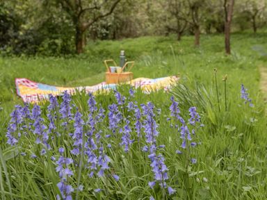 A picnic setup with a blanket a basket and a thermos in a grassy area with purple flowers at Saint Pancras Chapel in Washford near Williton