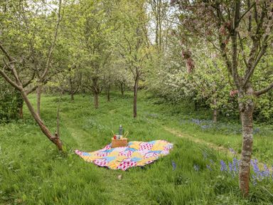 A picnic blanket with a basket and thermos in an orchard with trees and grass at Saint Pancras Chapel in Washford near Williton