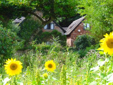 A garden with sunflowers and various plants in front of stone cottages at Saint Pancras Chapel in Washford near Williton