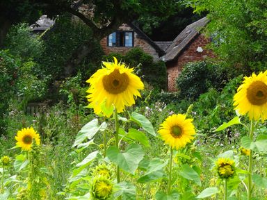 A garden with sunflowers and greenery in front of stone houses at Saint Pancras Chapel in Washford near Williton