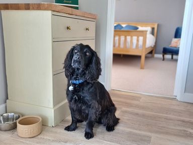 A dog sitting beside a cabinet in a living room at Stonecroft in Praa Sands